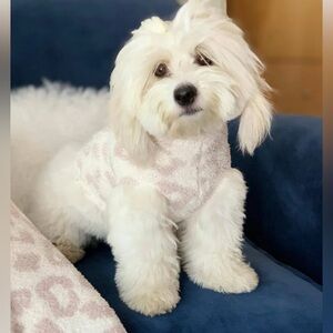 Barefoot Dreams CozyChic Pet Sweater cream/stone Leopard Size extra Small XS dog